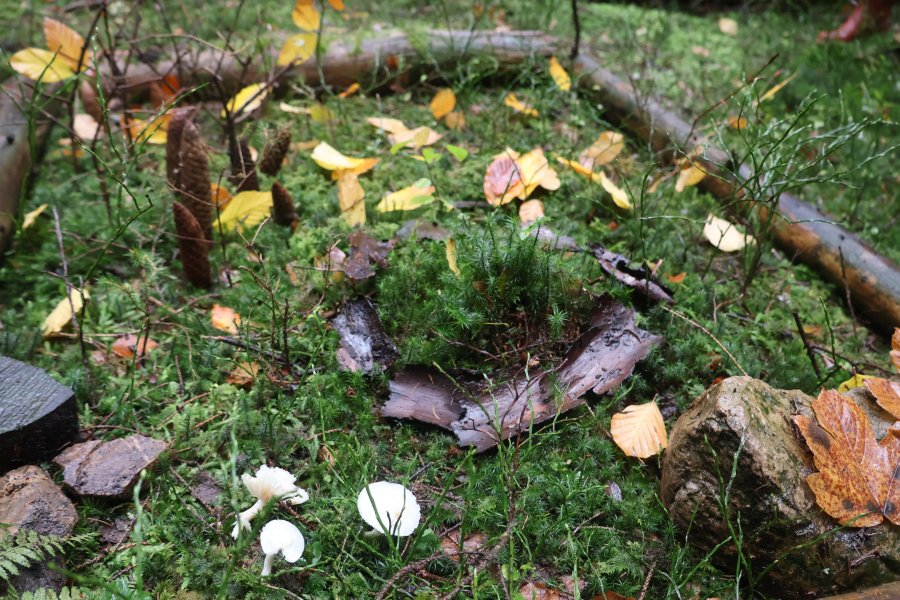 Causes communes, un espace d'échange où d'autres mondes sont possibles #628