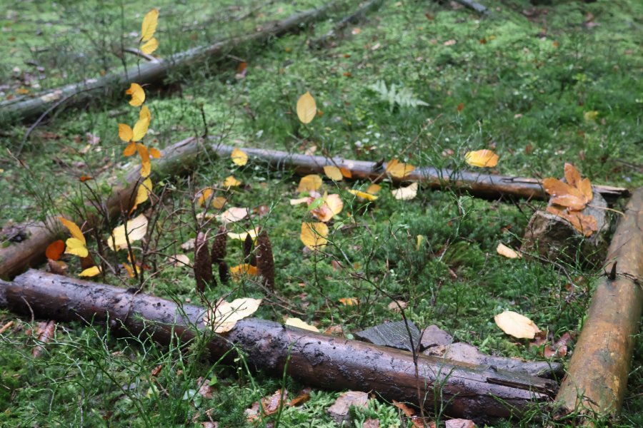 Causes communes, un espace d'échange où d'autres mondes sont possibles #628