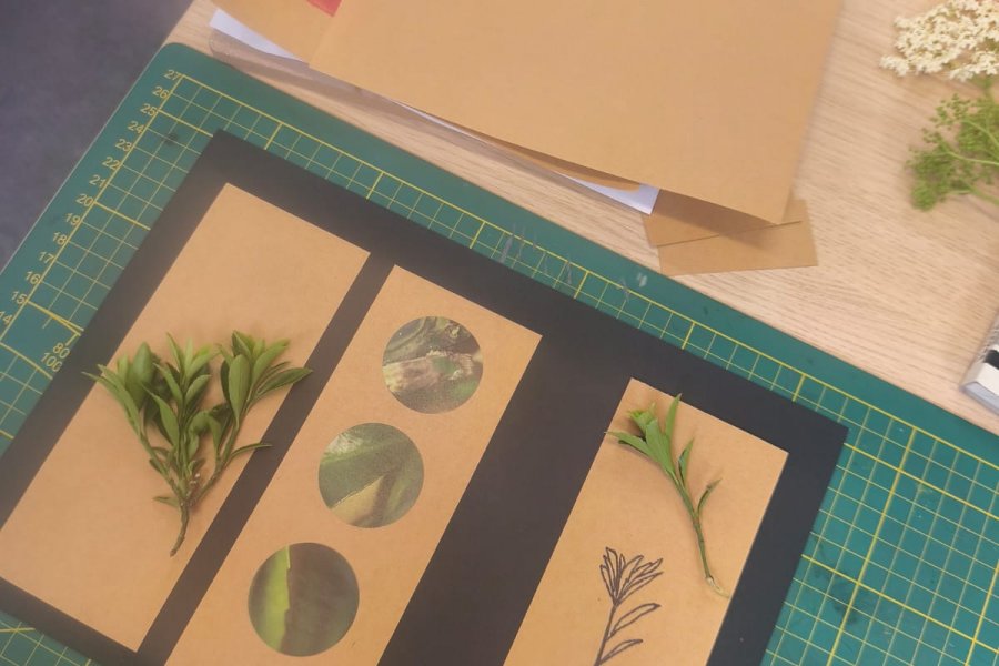 Réinventer l'herbier en un terrain de jeu créatif #712
